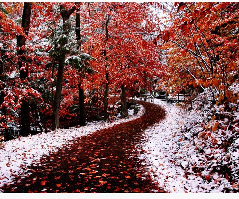 Path Covered in Snow and Leaves