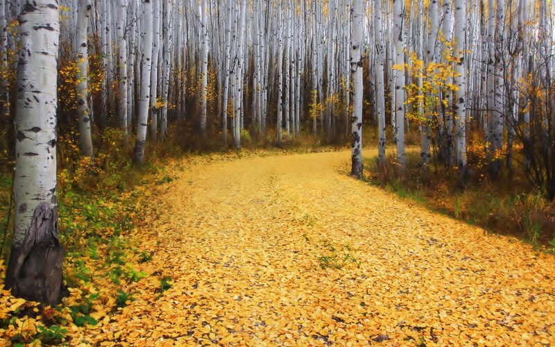 Path Covered in Yellow Leaves — Serene, Autumn
