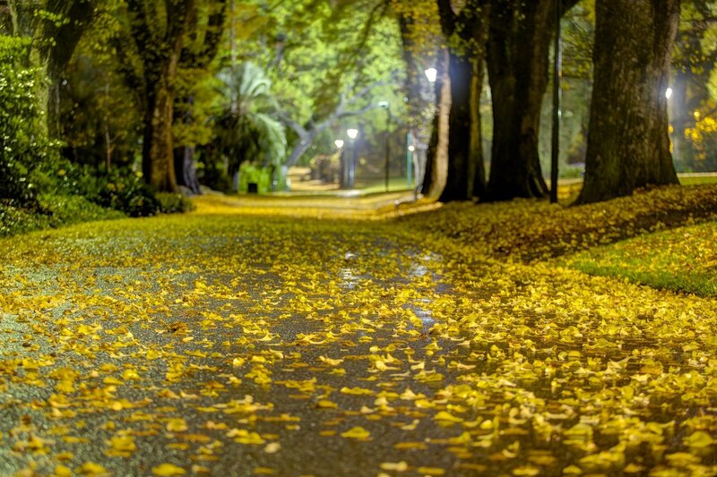 Path Covered in Yellow Leaves — Serene, Night