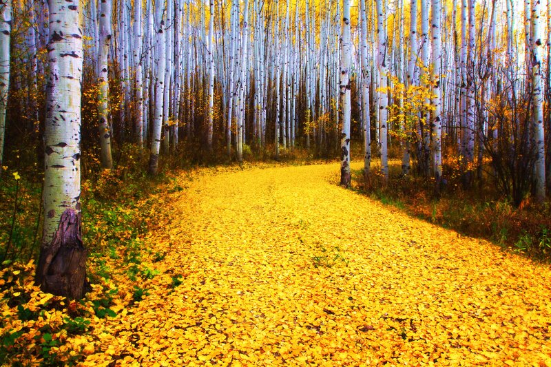 Path Covered in Yellow Leaves — Serene