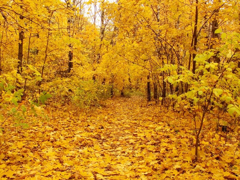 Path Covered in Yellow Leaves