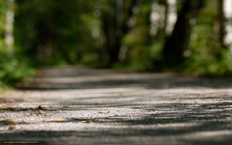 Path in a forest