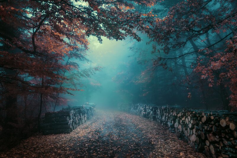 Path in Autumn Forest — Blue, Misty
