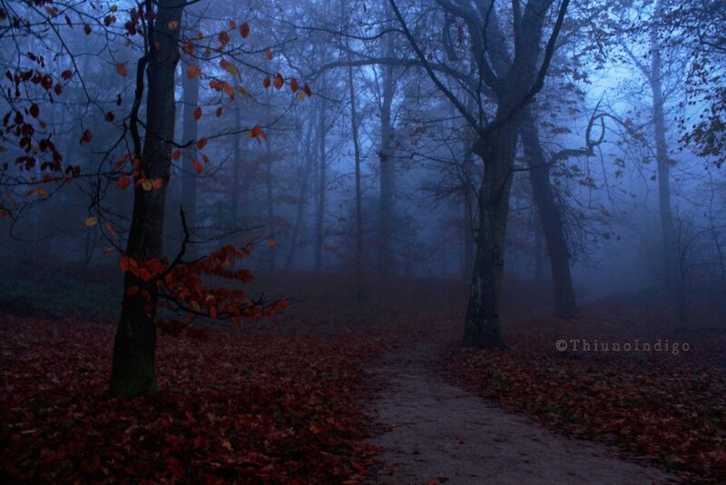 Path in Autumn Forest — Blue, Mysterious
