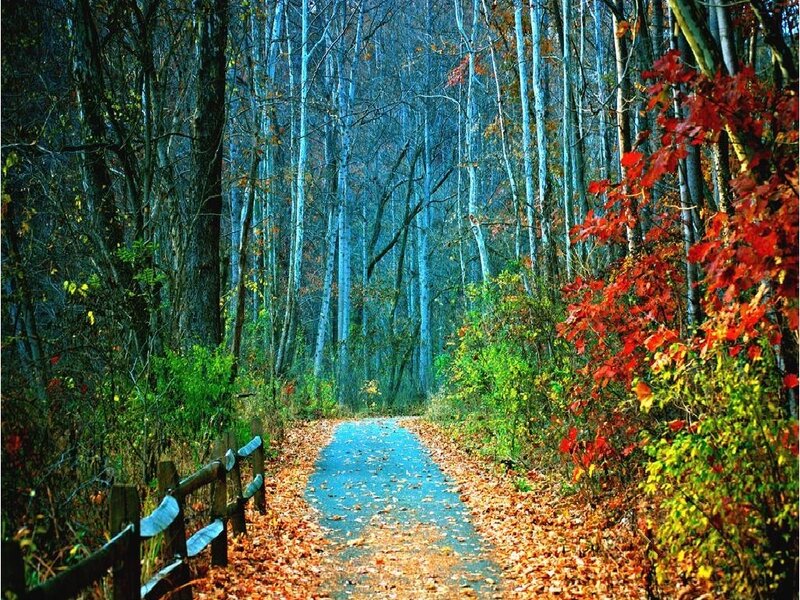 Path in Autumn Forest — Blue, Serene