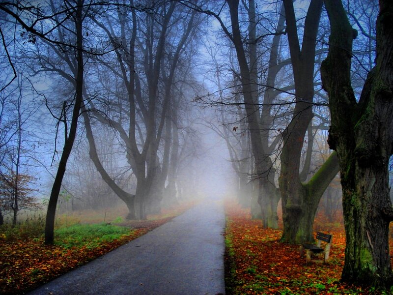 Path in Autumn Forest — Blue