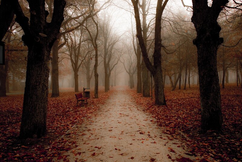 Path in Autumn Forest — Brown, Misty, Photograph, Trees, Bench