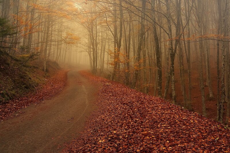 Path in Autumn Forest — Brown, Misty