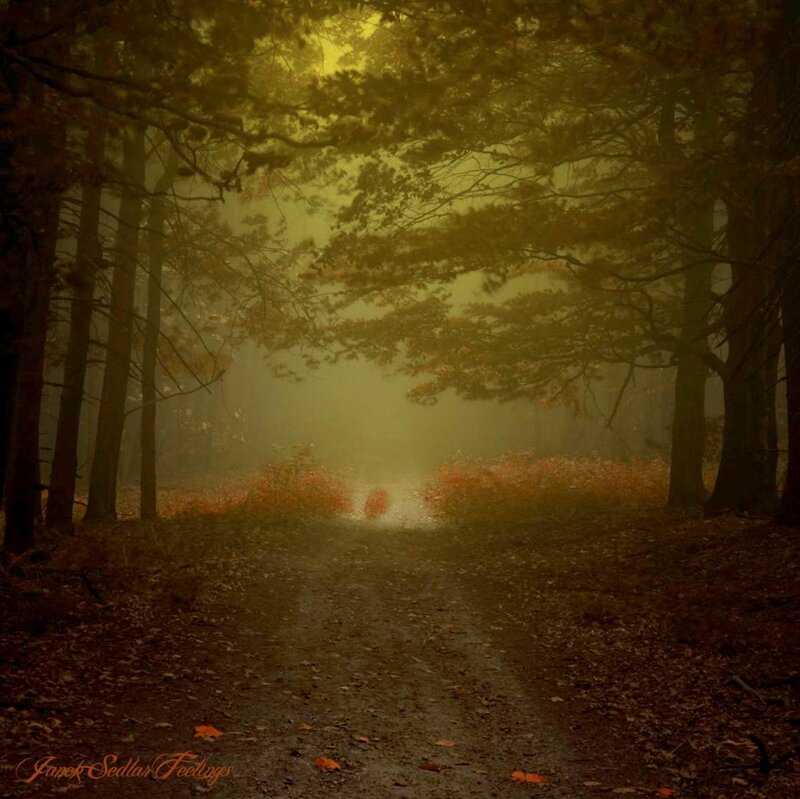Path in Autumn Forest — Brown, Mysterious