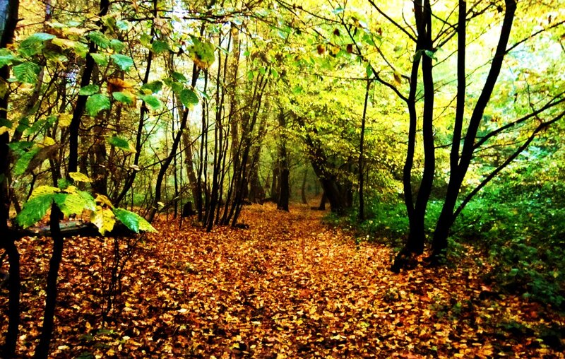 Path in Autumn Forest — Brown, Serene, Photograph
