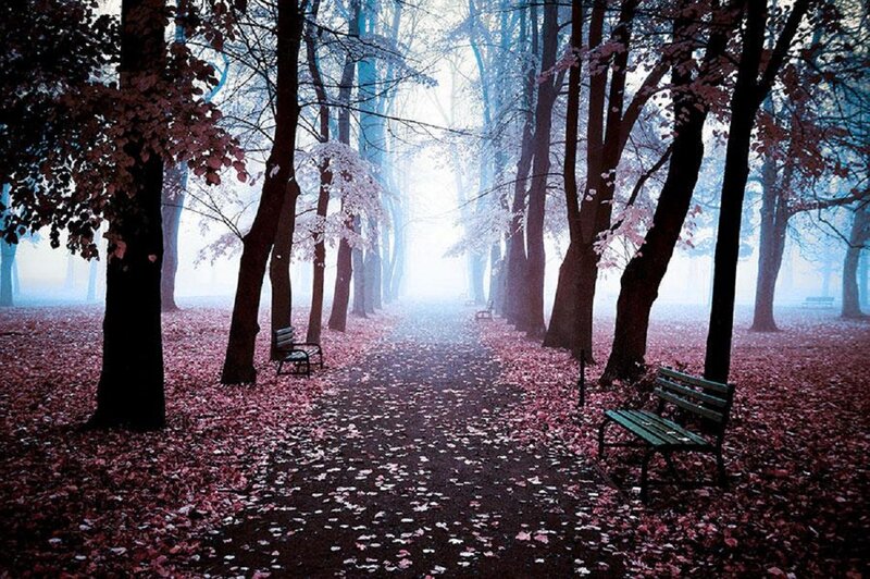 Path in Autumn Forest — Brown, Serene, Photograph, Trees, Benches