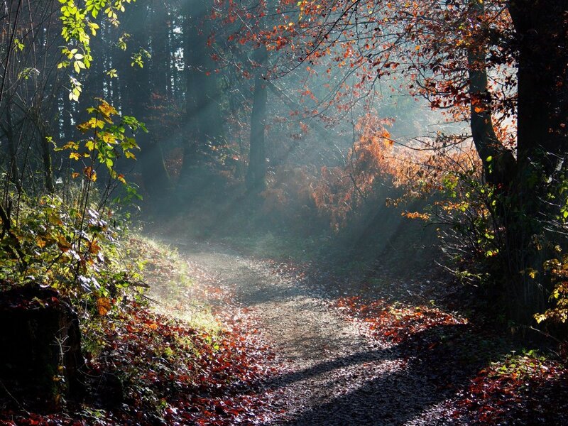 Path in Autumn Forest — Brown, Serene, Photograph, Trees, Leaves