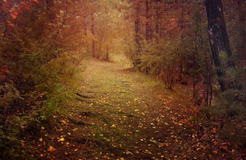 Path in Autumn Forest — Brown, Serene, Photograph, Trees
