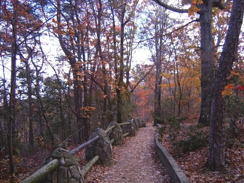 Path in Autumn Forest — Brown, Serene
