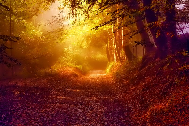 Path in Autumn Forest — Gold
