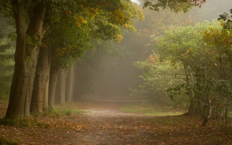 Path in Autumn Forest — Green, Misty