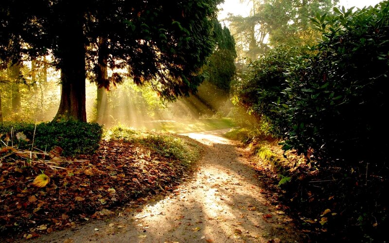 Path in Autumn Forest — Green, Serene, Morning, Photograph, Trees