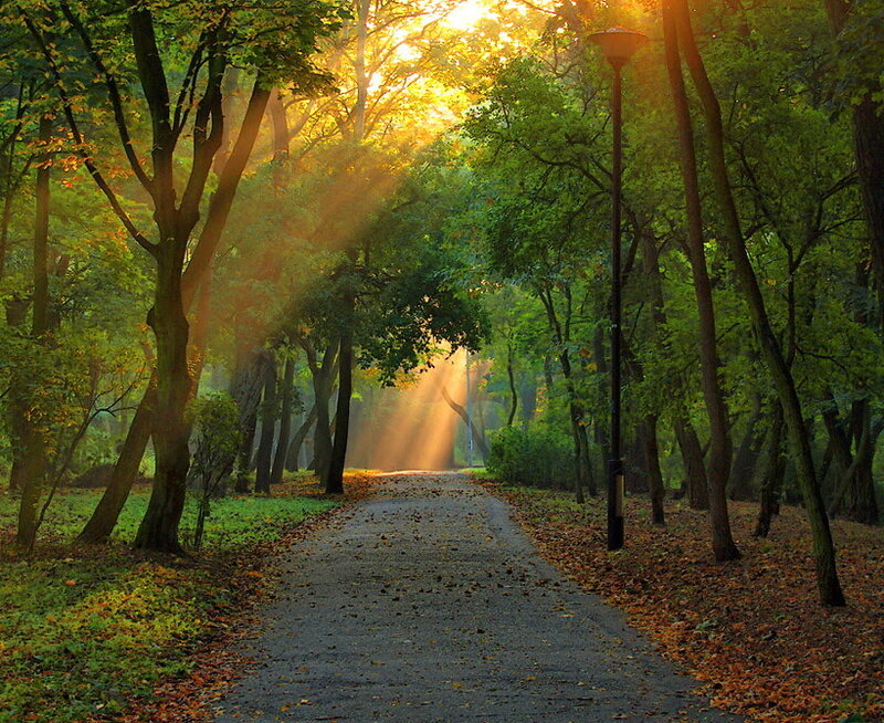 Path in Autumn Forest — Green, Serene, Morning