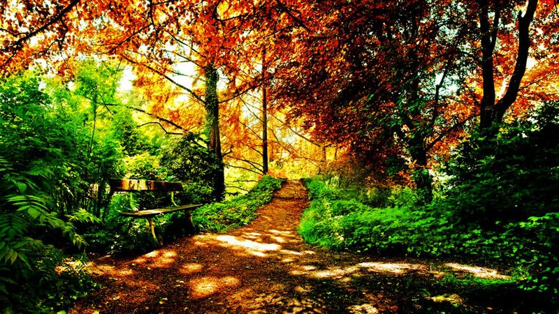 Path in Autumn Forest — Green, Serene, Photograph, Bench