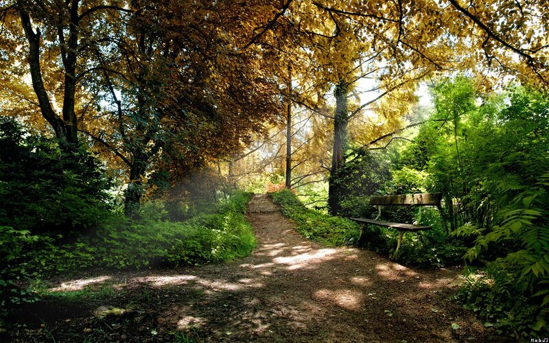Path in Autumn Forest — Green, Serene, Photograph, Bench, Trees, Sunlight, Yellow