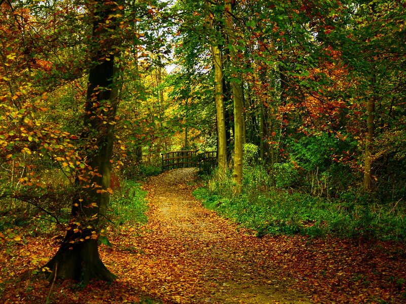 Path in Autumn Forest — Green, Serene, Photograph