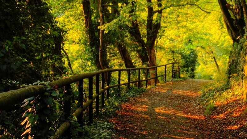 Path in Autumn Forest — Green, Serene, Photograph, Trees, Fence, Leaves