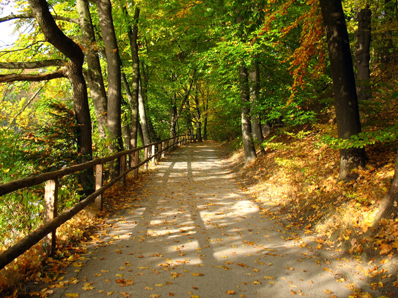 Path in Autumn Forest — Green, Serene, Photograph, Trees, Leaves, Fence
