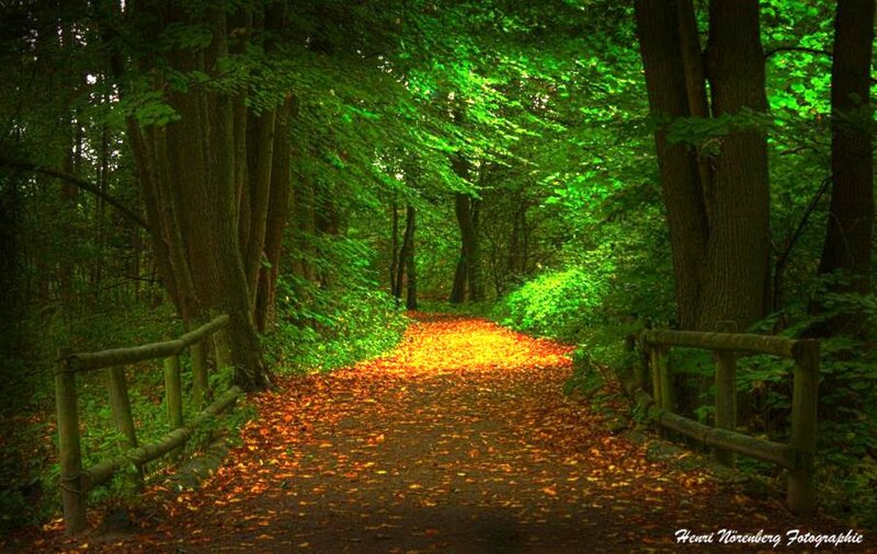 Path in Autumn Forest — Green, Serene, Photograph, Trees