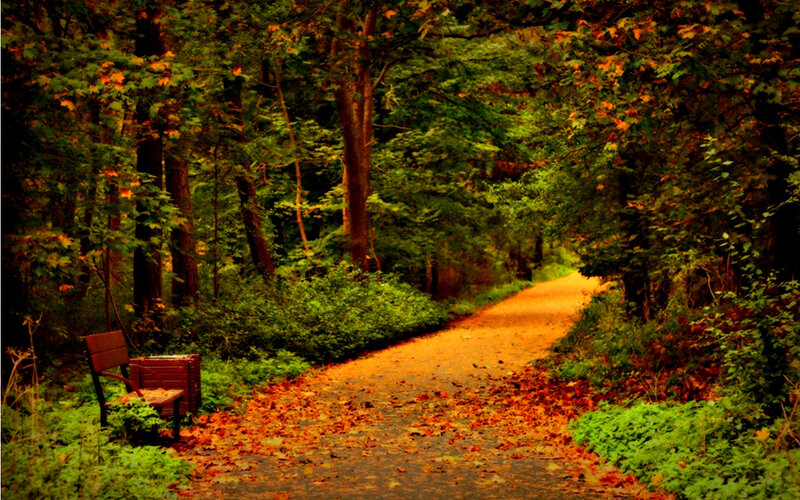 Path in Autumn Forest — Green, Serene