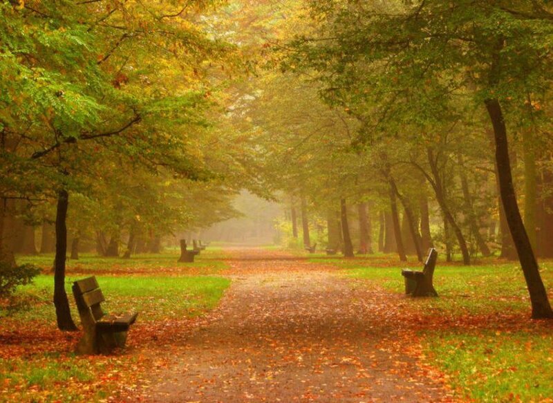 Path in Autumn Forest — Green