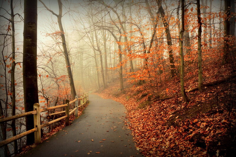 Path in Autumn Forest — Orange, Misty, Photograph