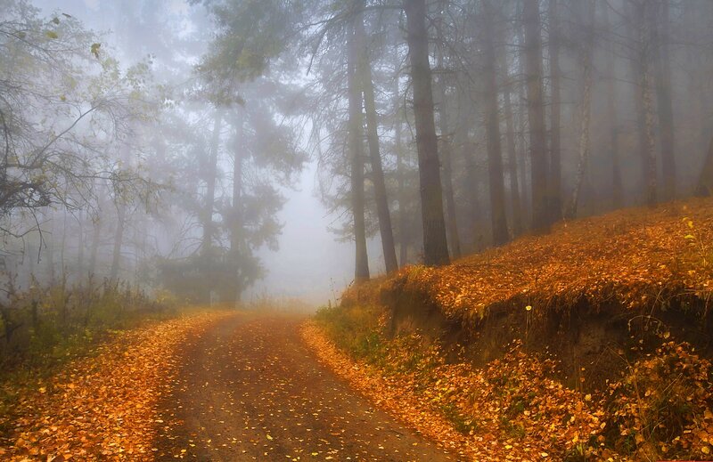 Path in Autumn Forest — Orange, Misty, Photograph, Trees