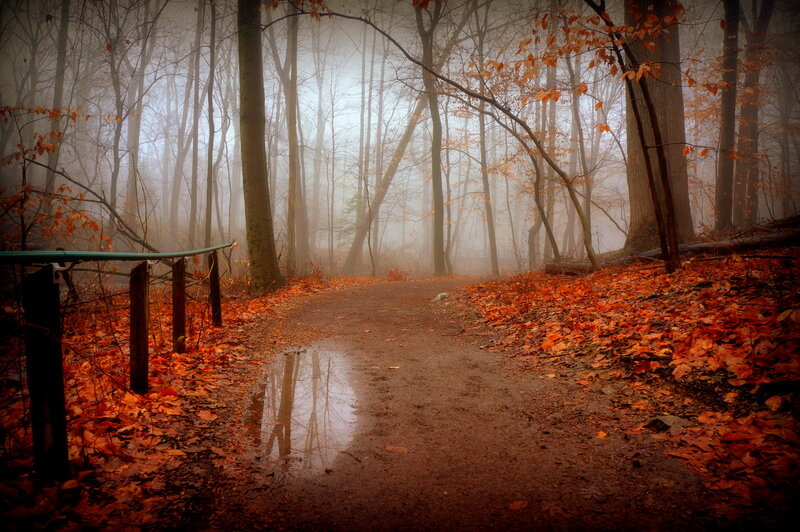 Path in Autumn Forest — Orange, Misty