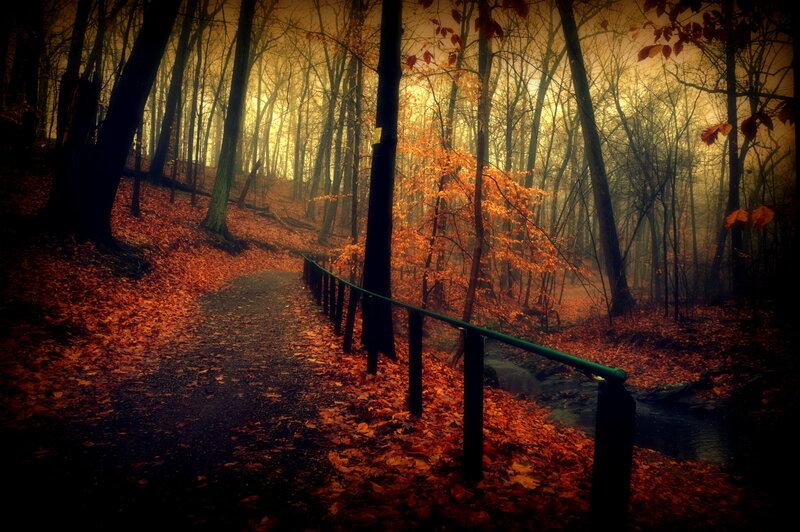 Path in Autumn Forest — Orange, Mysterious