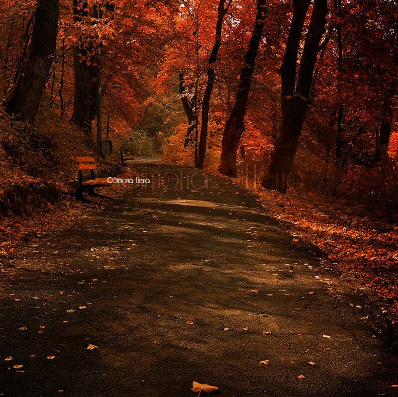 Path in Autumn Forest — Orange, Serene, Photograph, Bench