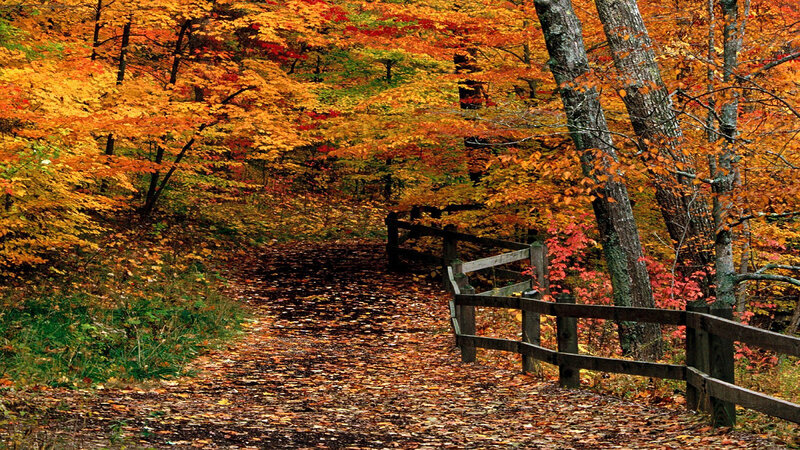 Path in Autumn Forest — Orange, Serene, Photograph