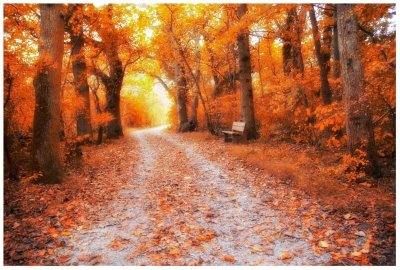 Path in Autumn Forest — Orange, Serene, Photograph, Trees, Bench