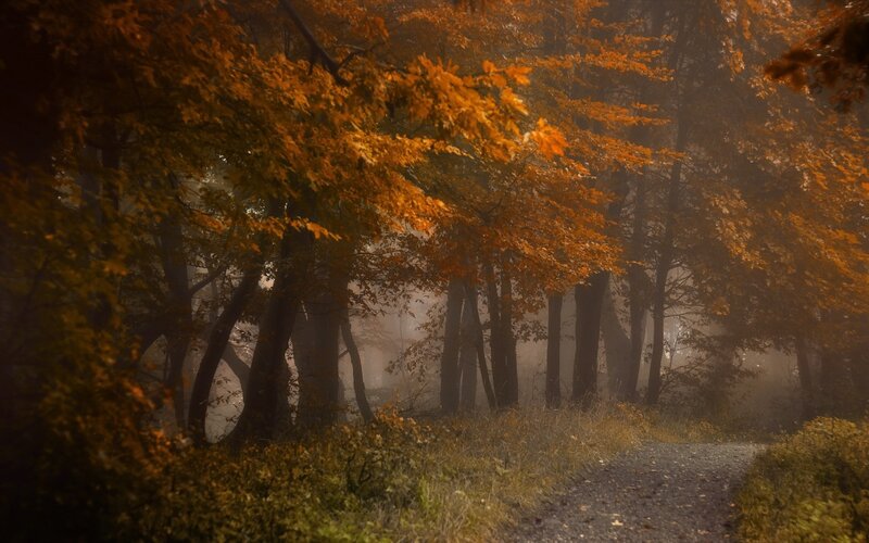 Path in Autumn Forest — Orange, Serene, Photograph, Trees, Fog, Leaves