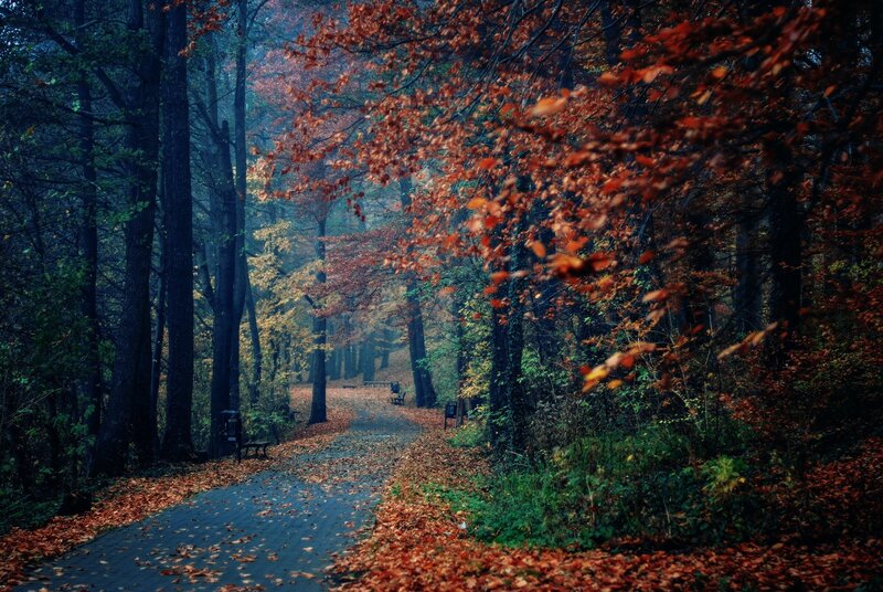 Path in Autumn Forest — Orange, Serene, Photograph, Trees, Leaves, Bench, Brown