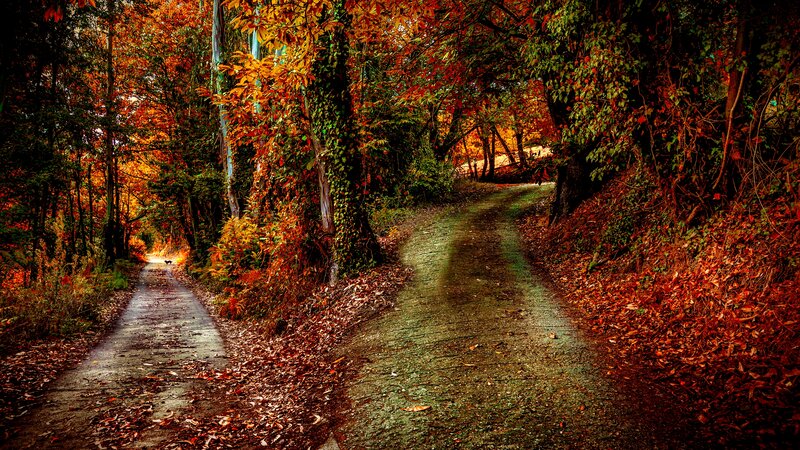 Path in Autumn Forest — Orange, Serene, Photograph, Trees, Leaves, Dog