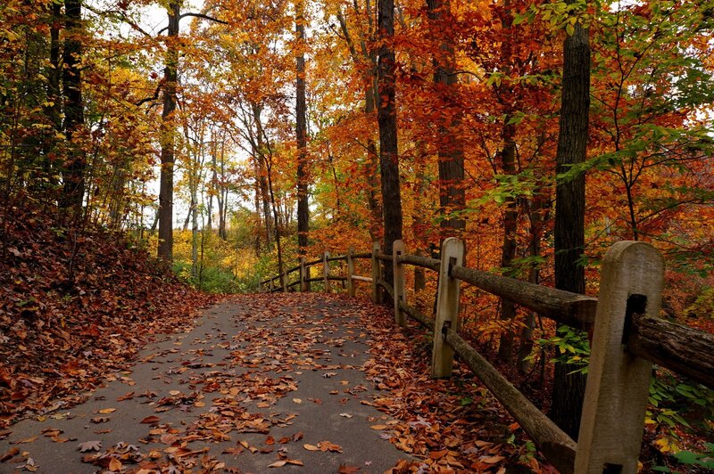 Path in Autumn Forest — Orange, Serene, Photograph, Trees, Leaves, Fence
