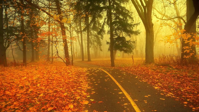 Path in Autumn Forest — Orange, Serene, Photograph, Trees, Leaves, Fog