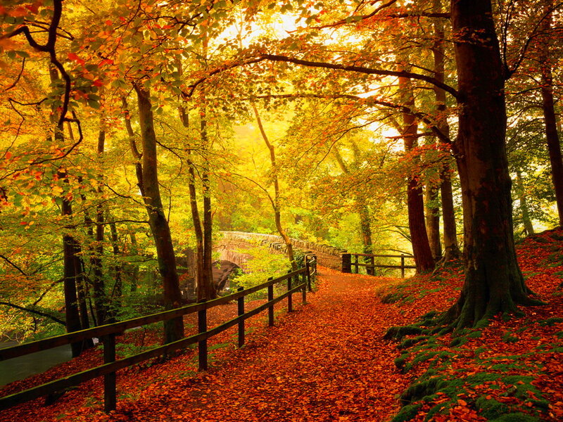 Path in Autumn Forest — Orange, Serene, Photograph, Trees, Leaves