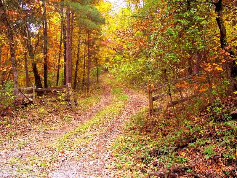 Path in Autumn Forest — Orange, Serene, Photograph, Trees