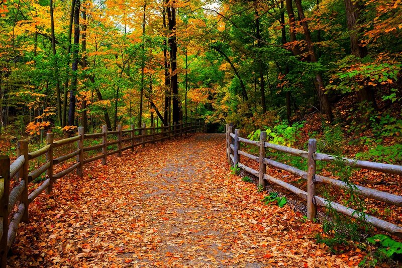 Path in Autumn Forest — Orange, Serene, Photograph, Wooden Fence, Fallen Leaves, Trees