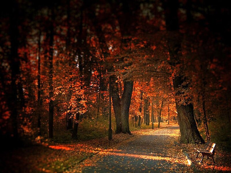 Path in Autumn Forest — Orange, Serene