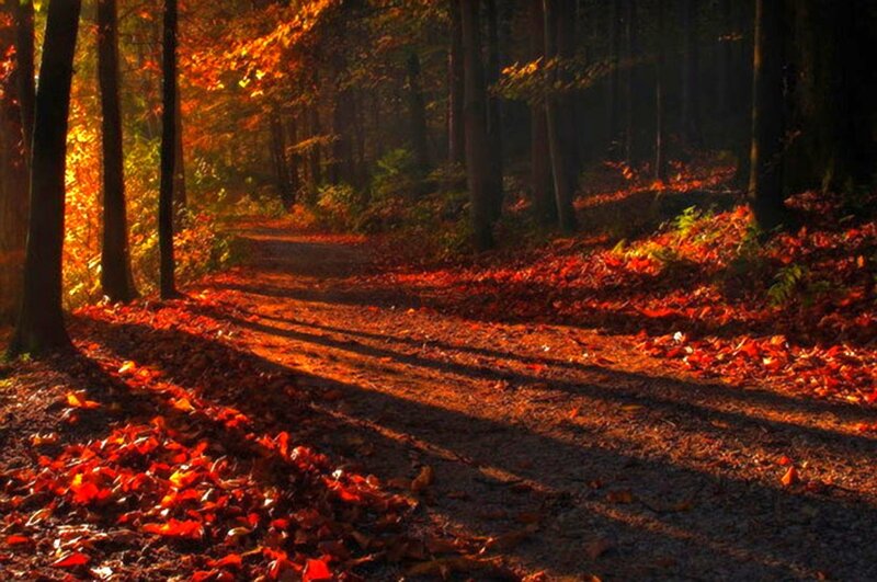 Path in Autumn Forest — Orange