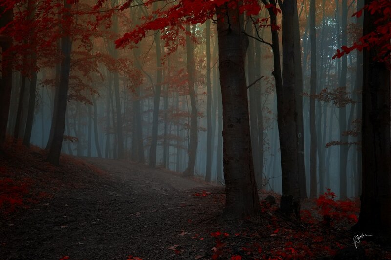 Path in Autumn Forest — Red, Misty