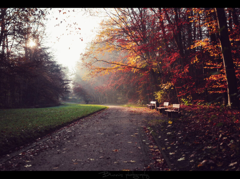 Path in Autumn Forest — Red, Serene, Photograph