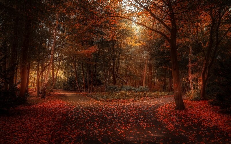 Path in Autumn Forest — Red, Serene, Photograph, Trees, Leaves, Sunlight